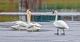 Three Swans On Ice_DSCF5794